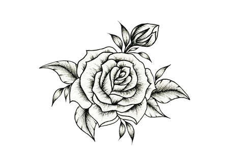 Beautiful black and white rose composition, rose floral arrangement isolated on white for weddings, greetings, Valentines or mother's day, vintage black rose sketchの写真素材