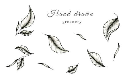 Black fine line greenery drawing collection isolated on white, black leaf sketch on white, botanic foliage elements illustration for designs and decorationsの写真素材