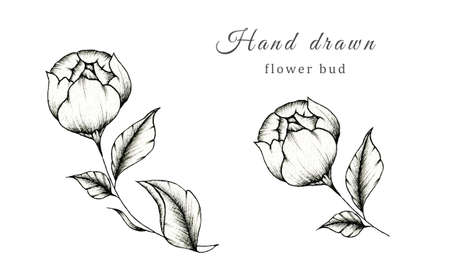 Beautiful black and white flower bud ink drawing isolated on white, floral illustration with vintage black floral branch with flower bud sketch, fine line flower drawingの写真素材
