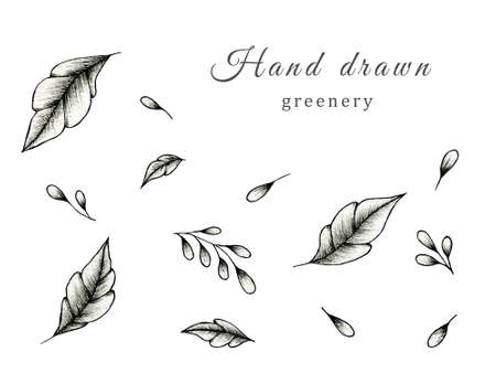 Vintage fine line greenery drawing collection isolated on white, black leaf sketch on white, botanic foliage elements illustration for designs and decorationsの写真素材