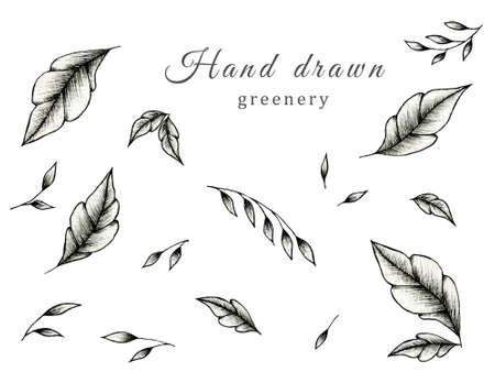 Vintage line greenery drawing collection isolated on white, black leaf sketch on white, botanic foliage elements for designs and decorations, hand drawn illustrationの写真素材