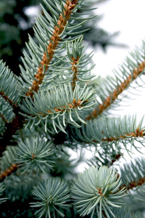 Christmas background