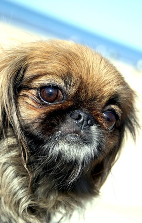 Pekinese on a walk near a Baltic sea
