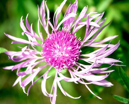 Meadow corn-flowerの写真素材