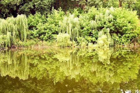 Nice view on the lake and the forest.の写真素材