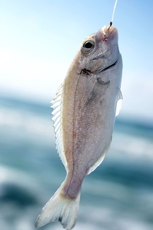 Sea fishing. Fish caught on a hook closeupの写真素材