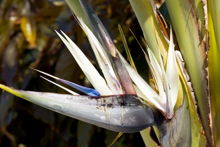 Flower background with Bird of Paradise Flowers or Strelitziaの写真素材