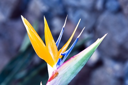 Flower background with Bird of Paradise Flowers or Strelitziaの写真素材