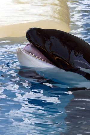 Beautiful orca killer whale with open mouthの写真素材
