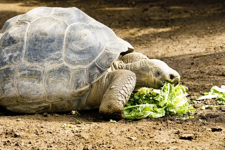 Galapagos tortoise eating leaves in Loro park, Tenerife, Spainの写真素材