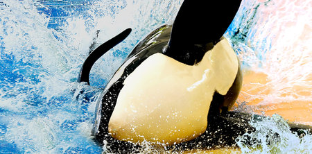 A beautiful orca whale swimming in pool