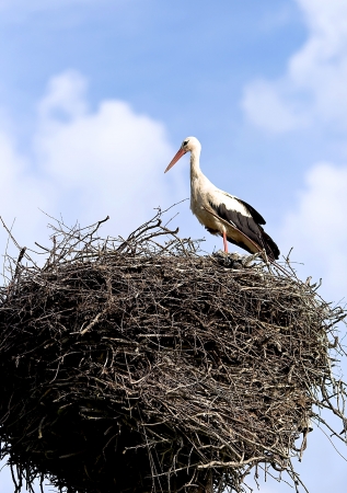 White-stork standing in a nisting placeの写真素材