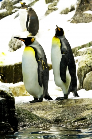 Emperor penguins  Aptenodytes forsteri  is the second largest penguin in the worldの写真素材
