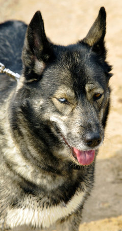  Dog with mixed eye colors - one blue, the other - brown and with a prolate tongue on a walk