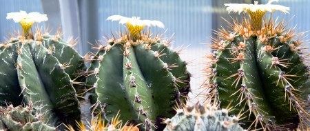 Three flowering cactuses  Echinopsis calochlora  close-upの写真素材