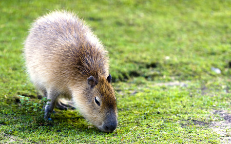  Capybara  Hydrochoerus hydrochaeris  is the largest rodent in the worldの写真素材