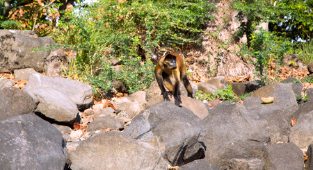 Spider Monkeys jumps on stones on an island Lake Nicaragua