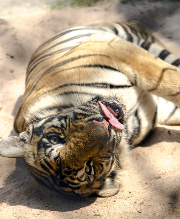 Bengal tiger in a zoo in Million Years Stone Park in Pattaya, Thailandの写真素材