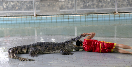 THAILAND, BANGKOK, MARCH, 26, 2015 - Traditional for Thailand Show of crocodiles.The trainer put his head into the jaws of a crocodile in Million Years Stone Park Pattaya Crocodile Farm, Thailandのeditorial素材