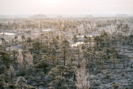 Sunrise on mystical 8,000 year old Kemeri swamp in the morning mist. Kemeri, Latviaの写真素材