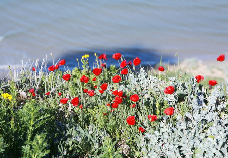 Spring red poppies on a background of blue water of the Mediterranean Sea, Natanya, Israelの写真素材