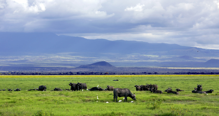 Herd of African Buffalo is a large African mammal in Maasai Mara National Park, Kenyaの写真素材