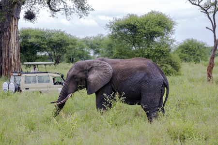 AFRICA, TANZANIA, MAY, 06, 2016 - Visitors on jeep pictures of elephant in Tarangire National Park, Tanzania.のeditorial素材