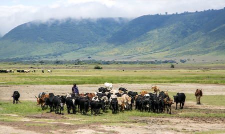 AFRICA, TANZANIA, MAY, 10, 2016 - Maasai Mara grazing herd of cows in Ngorongoro Crater Conservation Area, Tanzania. East Africaのeditorial素材