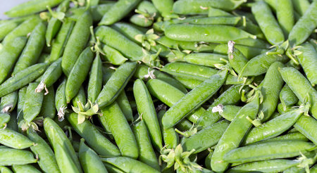 Fresh pods of sweet green peas
