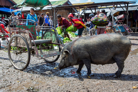 INDONESIA, PAPUA NEW GUINEA, WAMENA, IRIAN JAYA, AUGUST 20, 2019: Big gray pig digging in the mud in...