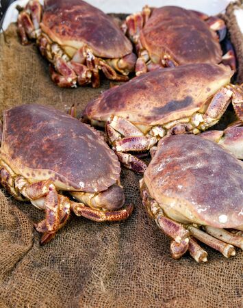 Fresh crabs on the morning fish market lie on ice on burlap. Nice, Franceの写真素材