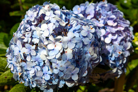 Beautiful Blue Hydrangea flowers closeup in summer season. Detail of gardenの写真素材