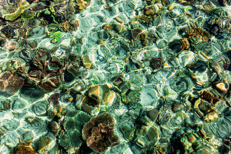 Abstract picture of the colored underwater world of the Indian Ocean on the Raja Ampat Islands. View...