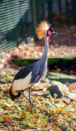 The Grey Crowned Crane is a stately and colourful bird of the Kenyan wetlands. It is renowned for its elaborate displays where pairs engage in bowing, head bobbing and energetic dancing.の写真素材