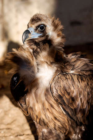 Portrait Big Griff Black (Aegypius monachus) closeupの写真素材