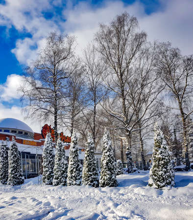 Latvia, Riga, February, 13, 2021 - Beautiful snow-covered pyramidal thuja and tall birches against the blue sky on a sunny winter dayのeditorial素材