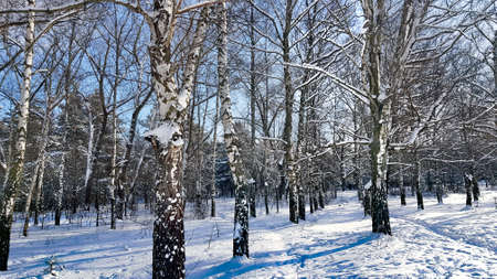 Snow-covered birch grove on a winter sunny day in Riga, Latvia.
Cold winter weather.の写真素材