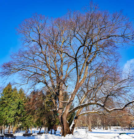 Old and tall oak tree on background blue sky in the central city park in Riga, Latviaの写真素材