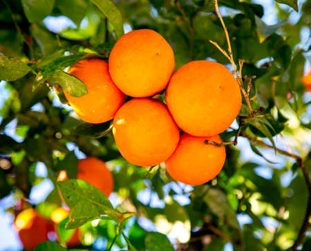 Orange trees with ripe fruits with leaves in sunbeams. Barcelona, Spainの写真素材