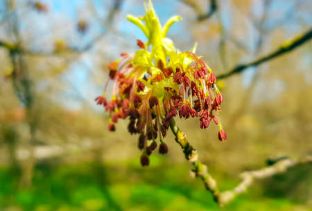 Male flowers of an ash maple Acer negundo in a park in Riga in springtimeの写真素材