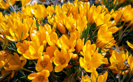 Beautiful of a group of blooming yellow crocuses flowers on a meadow in spring time. Macro photography.の写真素材