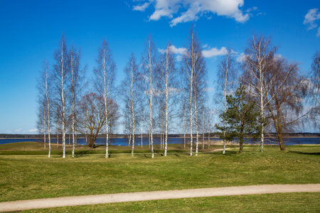 Golf place with gorgeous young birchs and nice Kisezers lake view in Riga, Latvia