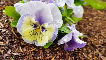 Yellow lilac pansy flowers in garden after rain close up