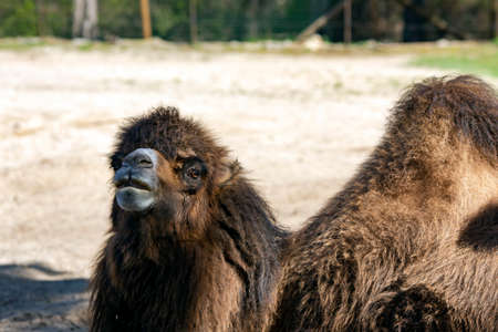 Bactrian camel Camelus bactrianus of sunny day in the national parkの写真素材