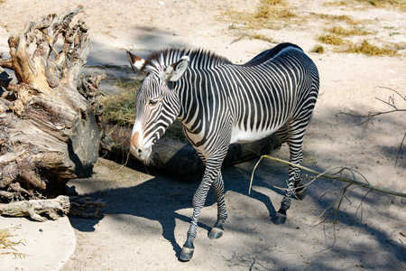 One young greavy zebra on a walk in the national parkの写真素材