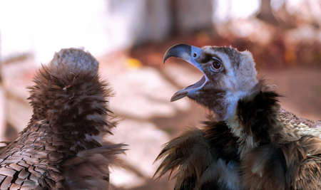 Portrait Big Griff Black Aegypius monachus with open beak closeup. Large raptorial bird also known as the black vulture, monk vulture or Eurasian black vulture.の写真素材