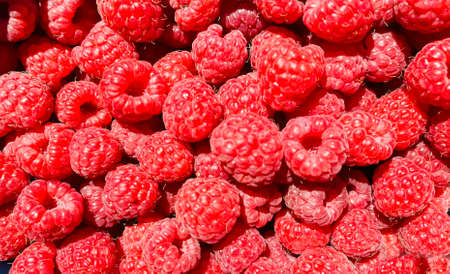 Fresh big bright appetizing raspberry. Macro photo of a raspberry.の写真素材