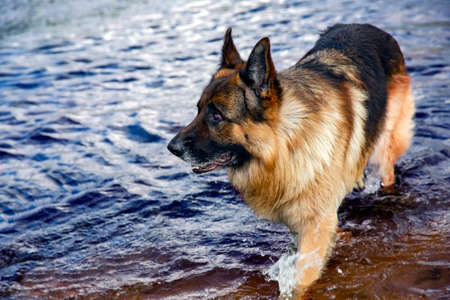 German Shepherd walks in the shallow waters of the Baltic Sea in Vecaki, Latvia. Beautiful purebred dog.の写真素材