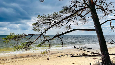 Wild coast on cape Kolka with trees that have fallen after a storm on the shore of the Baltic Sea. Cape Kolka - the meeting place of the Baltic sea and the Gulf of Riga, Latvia.の写真素材
