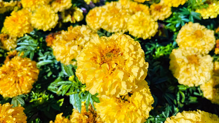 Beautiful orange-yellow marigolds close-up. Bright and colorful garden flowers.